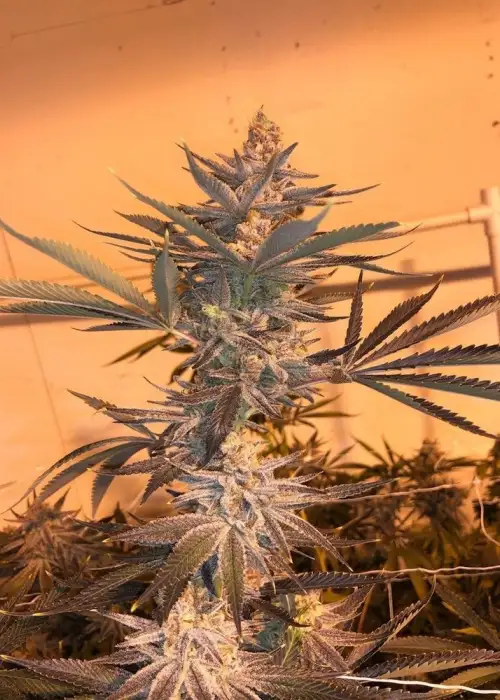 Dayger by Mosca Seeds, Photoperiod cannabis strain