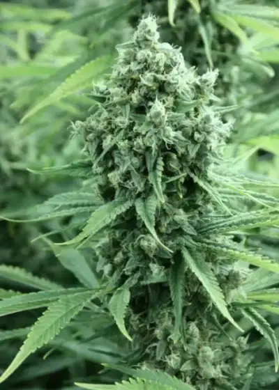Dazy Jones by The Devils Harvest Seeds, Photoperiod cannabis strain
