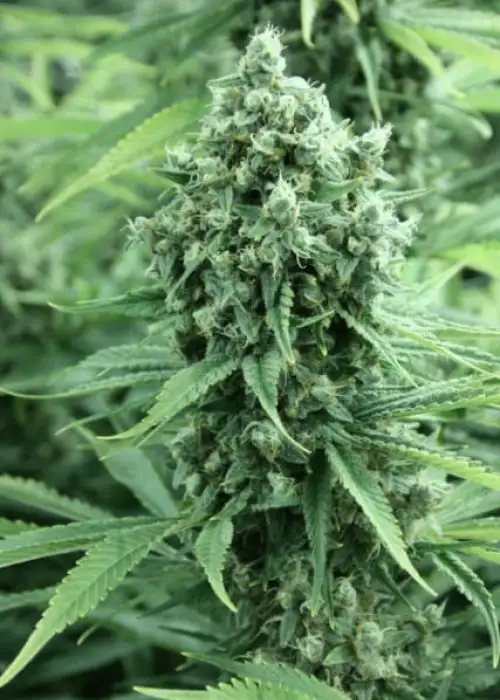 Dazy Jones by The Devils Harvest Seeds, Photoperiod cannabis strain