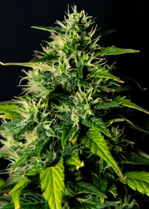 DC Cure 1:1 by Doctor's Choice, Autoflower cannabis strain