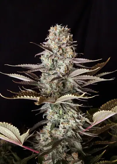 DC Kush regular by Doctor's Choice, Autoflower cannabis strain