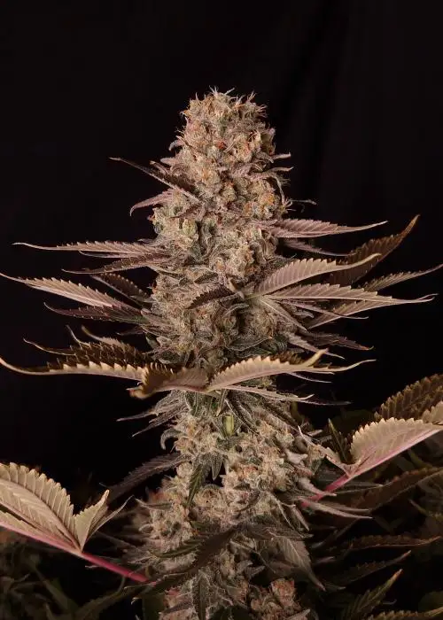 DC Kush by Doctor's Choice, Autoflower cannabis strain