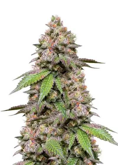 DDoS #33 by Herbies Seeds, Photoperiod cannabis strain