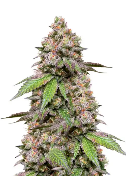 DDoS #33 by Herbies Seeds, Photoperiod cannabis strain