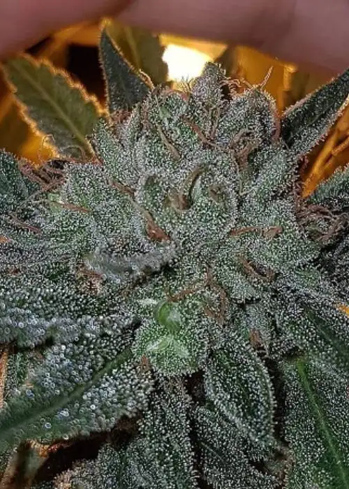 Dead Chem Head by Connoisseur Genetics, Photoperiod cannabis strain