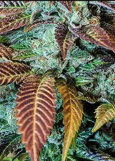 Dead Hot Strawberries by NukeHeads, Photoperiod cannabis strain