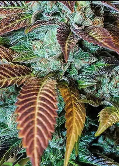 Dead Hot Strawberries by NukeHeads, Photoperiod cannabis strain