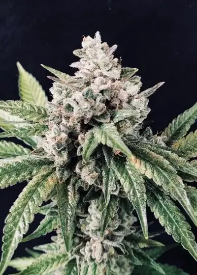 Deadcheese by R-Kiem Seeds, Photoperiod cannabis strain