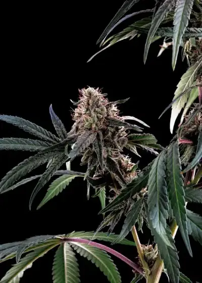 Deadlights by Norstar Genetics, Photoperiod cannabis strain