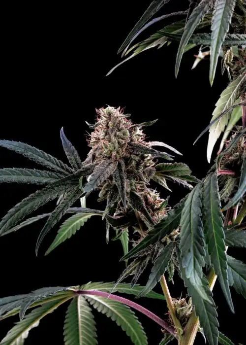 Deadlights by Norstar Genetics, Photoperiod cannabis strain