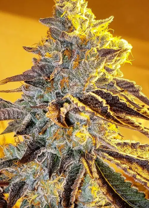 Death Scout by BC Bud Depot, Photoperiod cannabis strain