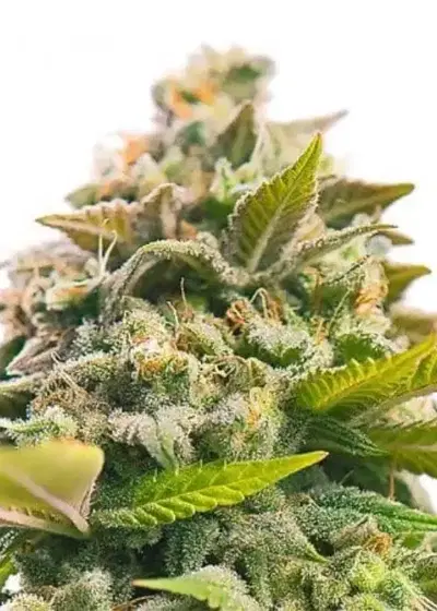 Death Star Autoflowering by Coastal Genetics, Autoflower cannabis strain