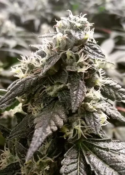 DeeDee by French Touch Seeds, Photoperiod cannabis strain