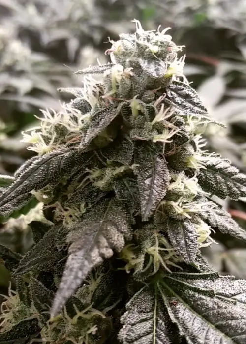 DeeDee by French Touch Seeds, Photoperiod cannabis strain