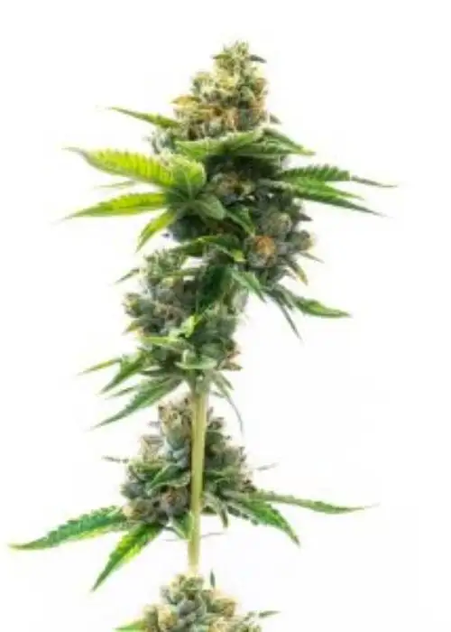 Deelite Autoflower by SeedSupreme, Autoflower cannabis strain