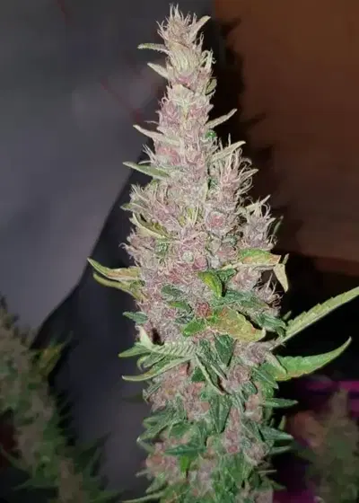 Deep Purple Haze Auto by Sumo Seeds, Autoflower cannabis strain