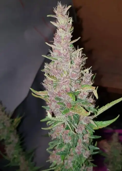 Deep Purple Haze Auto by Sumo Seeds, Autoflower cannabis strain