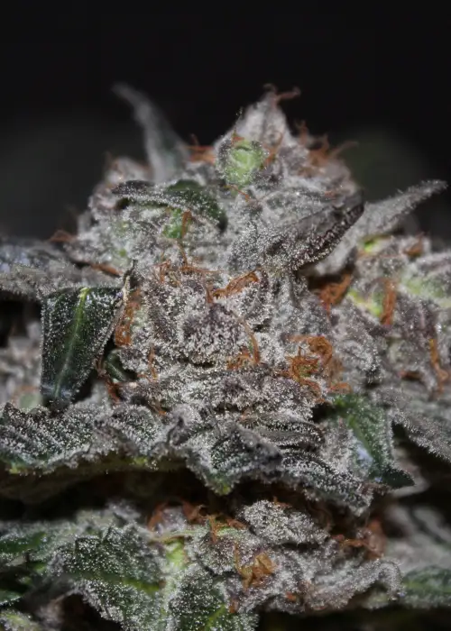 Deep Purple by TGA Genetics Subcool Seeds, Photoperiod cannabis strain