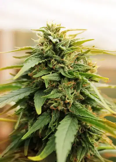 Deepforest Super Auto by Doctor's Choice, Autoflower cannabis strain