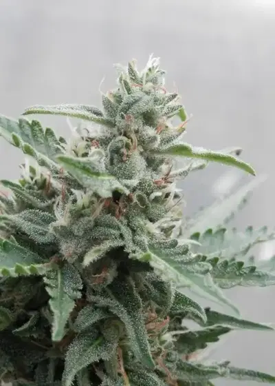 Deimos by Buddha Seeds, Autoflower cannabis strain