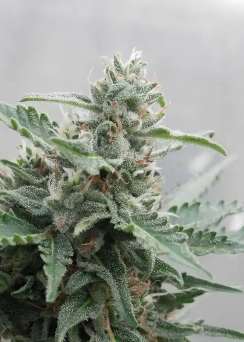 Deimos by Buddha Seeds, Autoflower cannabis strain