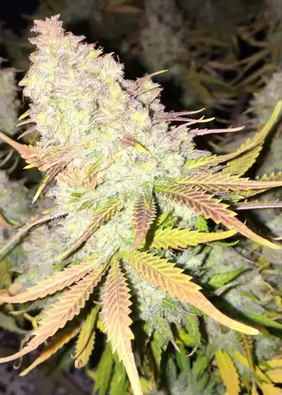Delahaze by Paradise Seeds, Photoperiod cannabis strain