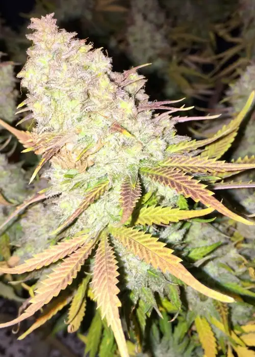 Delahaze by Paradise Seeds, Photoperiod cannabis strain