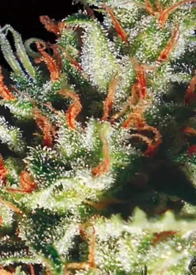 Delhi Cheese Auto by Vision Seeds, Autoflower cannabis strain