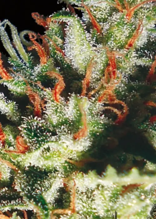 Delhi Cheese Auto by Vision Seeds, Autoflower cannabis strain