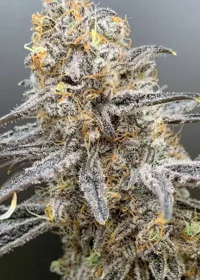 Deluxe Sugar Cane by In House Genetics, Photoperiod cannabis strain