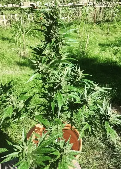 Demon Auto Tao by Top Tao Seeds, Autoflower cannabis strain