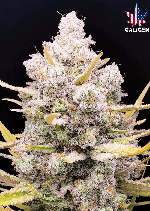 Desert Eagle Crack Auto by Caligen, Autoflower cannabis strain