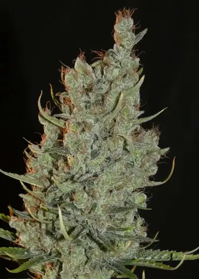 Desert Skunk by Khalifa Genetics, Photoperiod cannabis strain