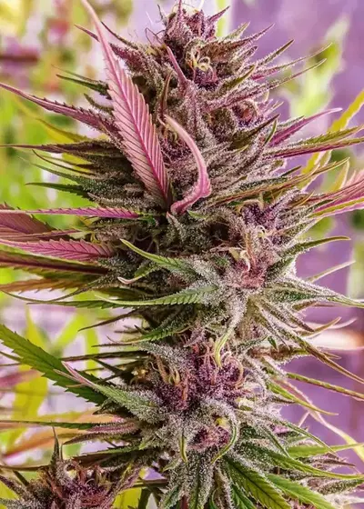 Despink by Silver River Seeds, Photoperiod cannabis strain