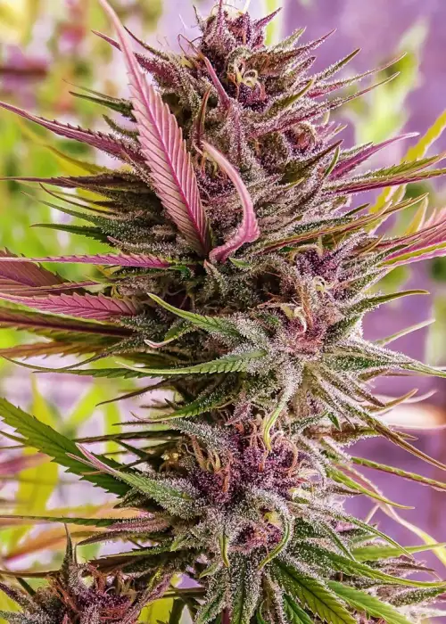 Despink by Silver River Seeds, Photoperiod cannabis strain