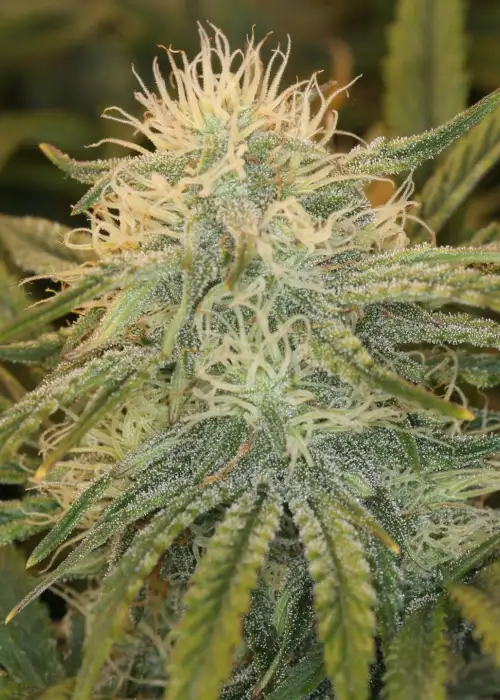 Dessert Isle Auto by Night Owl Seeds, Autoflower cannabis strain