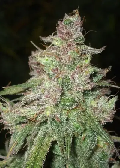 Destroyer Haze Auto by Master Sensei Genetics, Autoflower cannabis strain