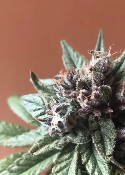 Destroyer by Cannabiogen Seeds, Photoperiod cannabis strain