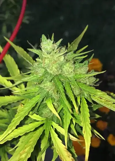 Devil XXL Auto by Homegrown Cannabis Co, Autoflower cannabis strain
