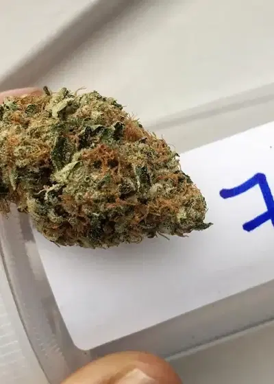 Devils Glue by The Devils Harvest Seeds, Photoperiod cannabis strain