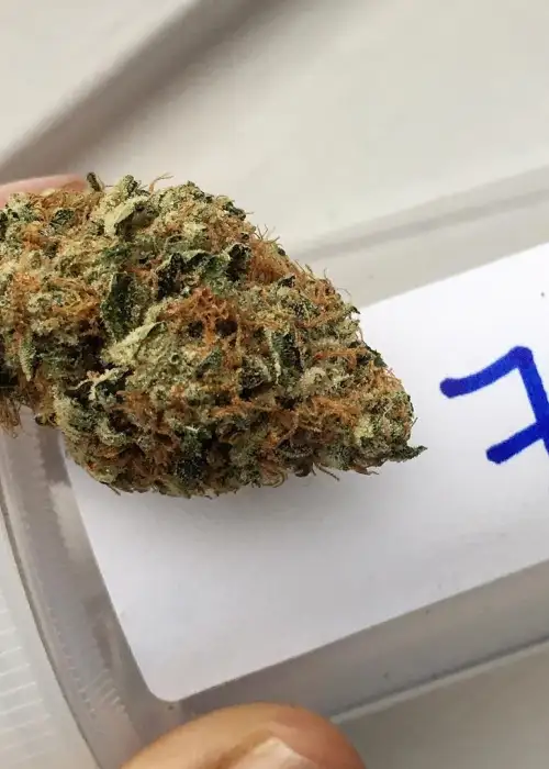 Devils Glue by The Devils Harvest Seeds, Photoperiod cannabis strain