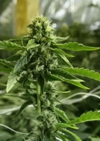 Devils Haze by The Devils Harvest Seeds, Photoperiod cannabis strain