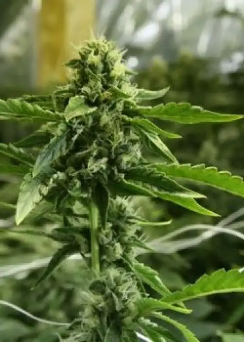 Devils Haze by The Devils Harvest Seeds, Photoperiod cannabis strain