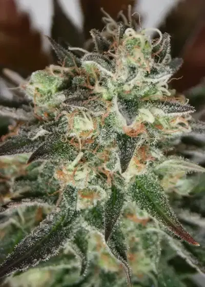 Devils Mango by Lineage Genetics, Photoperiod cannabis strain