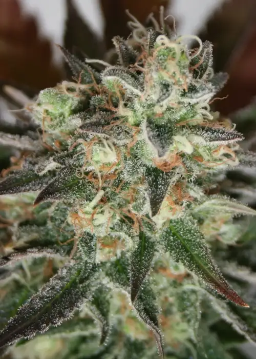 Devils Mango by Lineage Genetics, Photoperiod cannabis strain