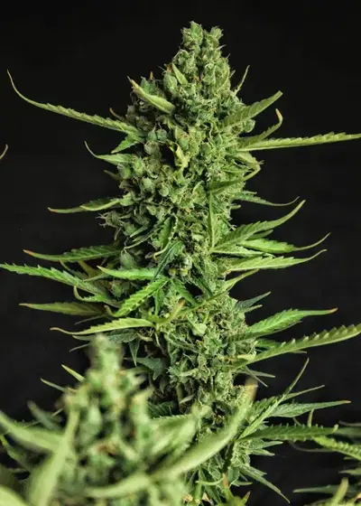 Devotchka by Doctor's Choice, Autoflower cannabis strain