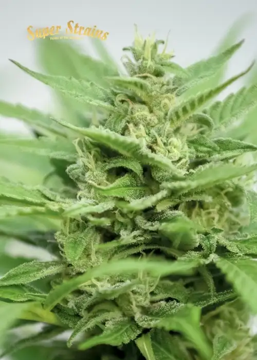 DFA Autoflowering by Super Strains, Autoflower cannabis strain
