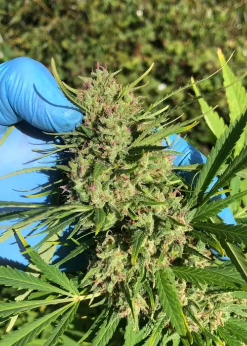DFG BX1 by Real Gorilla Seeds, Autoflower cannabis strain