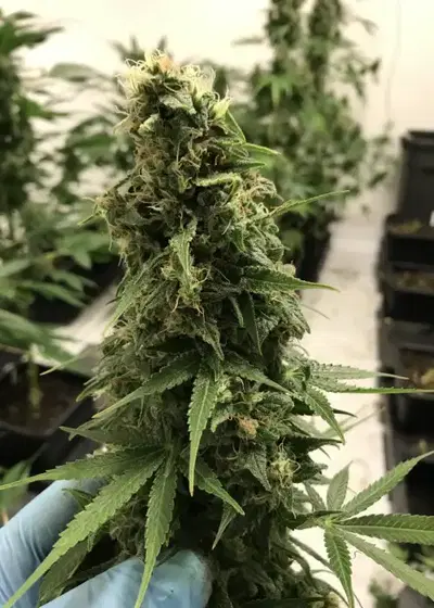 DFG by Real Gorilla Seeds, Photoperiod cannabis strain