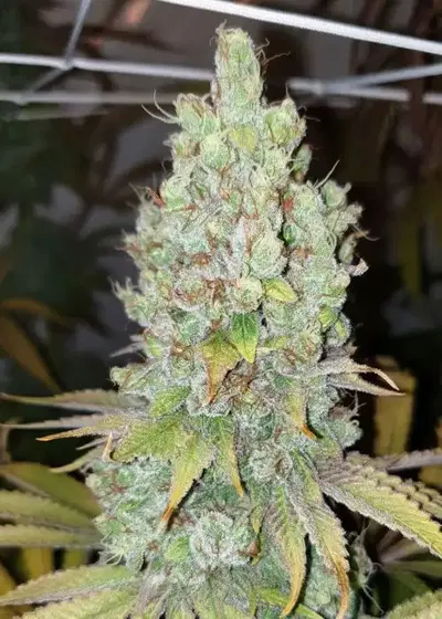 Di Fruity (aka Di Frutti) by Karma Genetics, Photoperiod cannabis strain